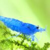 Gambas Neocaridinas Blue Velvet