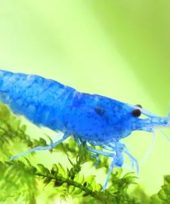 Gambas Neocaridinas Blue Velvet azul terciopelo en acuario plantado