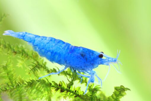 Gambas Neocaridinas Blue Velvet