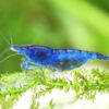 Gambas Neocaridinas Azules 2
