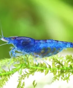 Hembra adulta Neocaridina Blue Velvet sobre musgo de Java