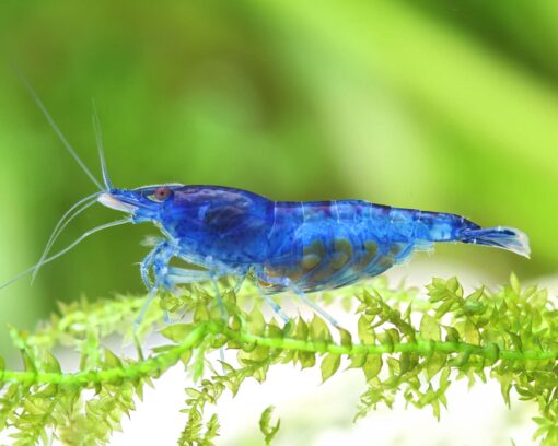 Gambas Neocaridinas Azules 2