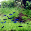 Gambas Neocaridinas Blue velvet 3