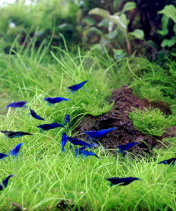 Gambas Neocaridinas Blue velvet 3
