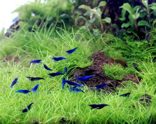 Colonia de gambas Blue Velvet en gambario con sustrato oscuro