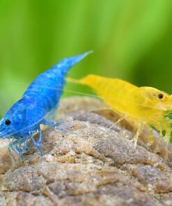 Gambas Neocaridinas Blue Velvet y Amarillas