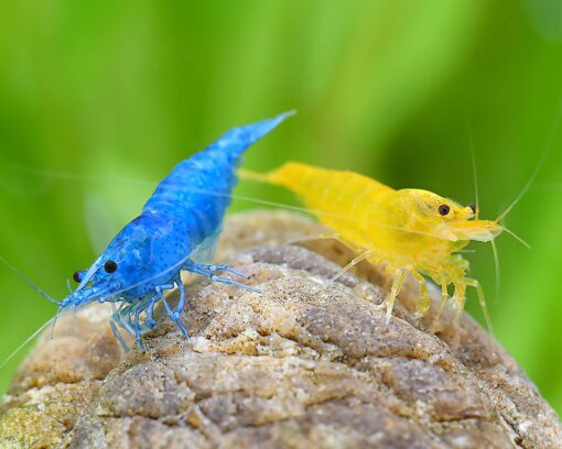 Gambas Neocaridinas Blue Velvet y Amarillas