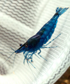 Gambas Neocaridinas Azules 5