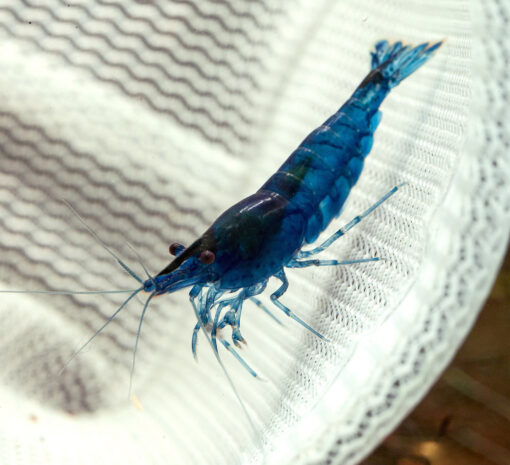 Gambas Neocaridinas Azules 5