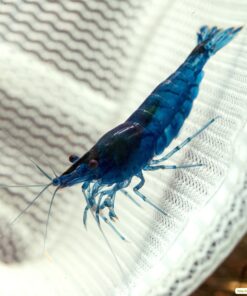 Gambas Neocaridinas Azules 5