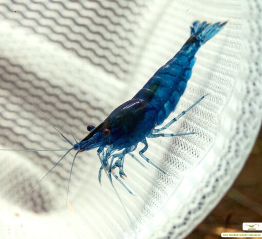 Gambas Neocaridinas Azules 5
