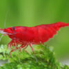 Gambas neocaridinas Rojas 1