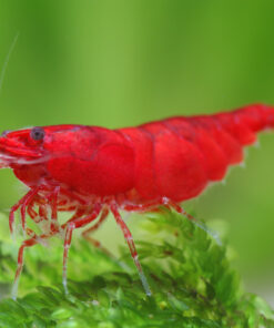 Gambas neocaridinas Rojas 1