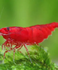 Gambas Neocaridinas Red Cherry rojas sobre musgo de Java