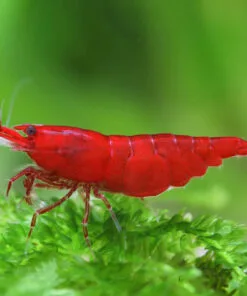 Hembra adulta Red Cherry Neocaridina davidi con huevos
