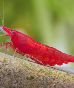 Gambas neocaridinas Red Cherry 3