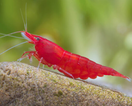 Gambas neocaridinas Red Cherry 3