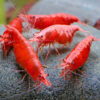 Gambas neocaridinas Red Cherry 4
