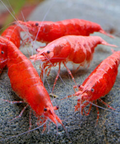 Gambas neocaridinas Red Cherry 4