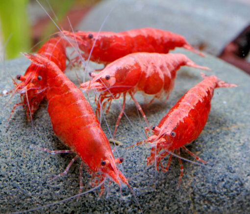 Gambas neocaridinas Red Cherry 4