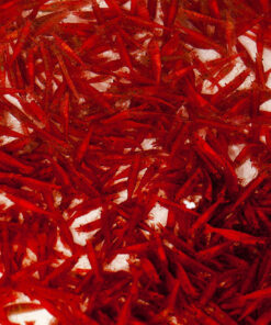 Gambas neocaridinas Rojas 5