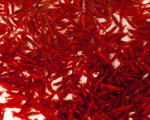 Gambas neocaridinas Rojas 5