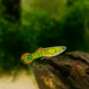 Guppy endler tigre naranja