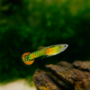 Guppy endler tigre naranja 2
