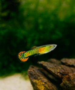 Guppy endler tigre naranja 2