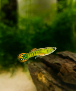 Guppy endler tigre naranja