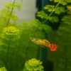 Guppy endler tigre naranja 3