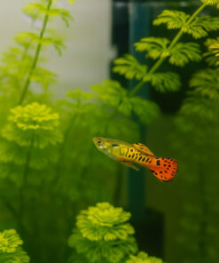 Guppy endler tigre naranja 3