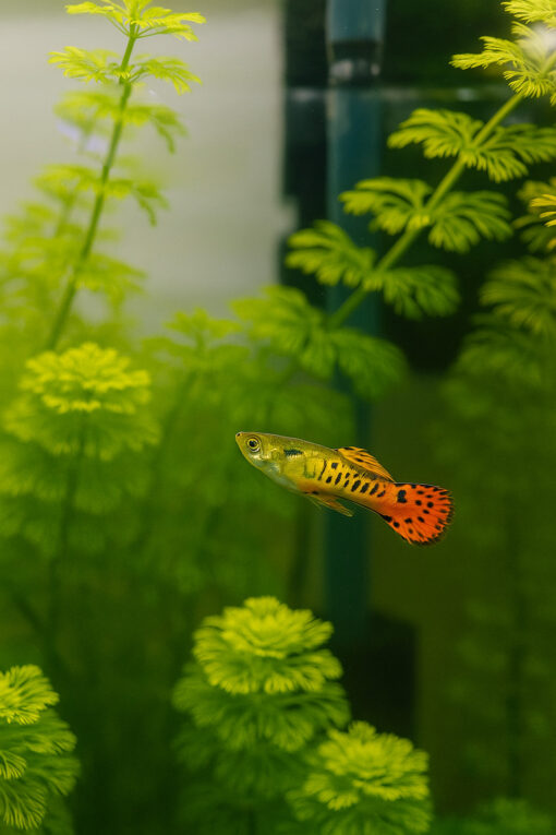 Guppy endler tigre naranja 3