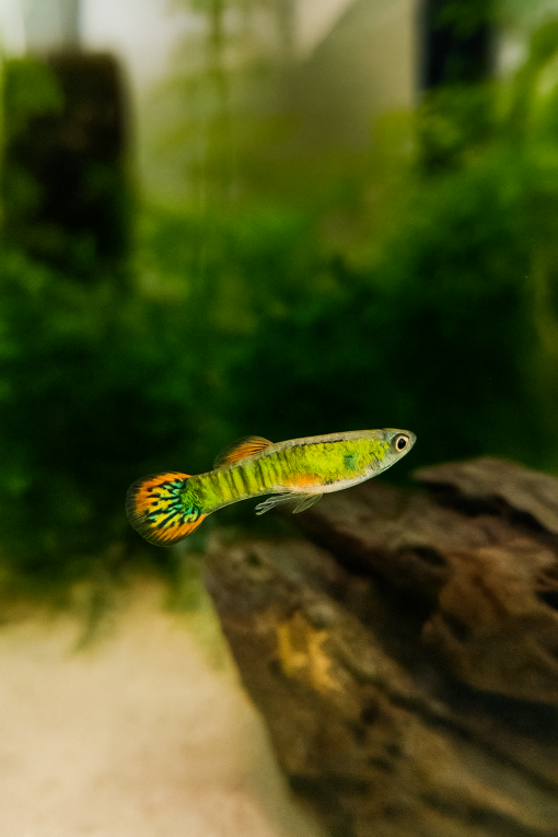 Guppy endler tigre naranja