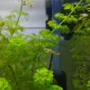 Guppy endler tigre naranja pareja