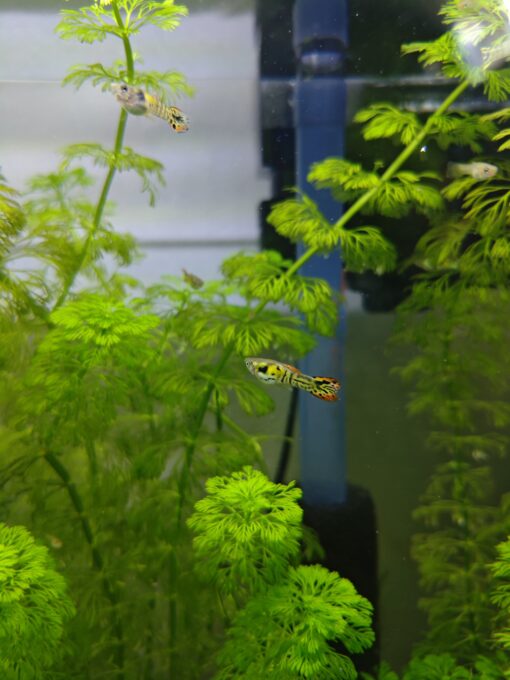 Guppy endler tigre naranja pareja