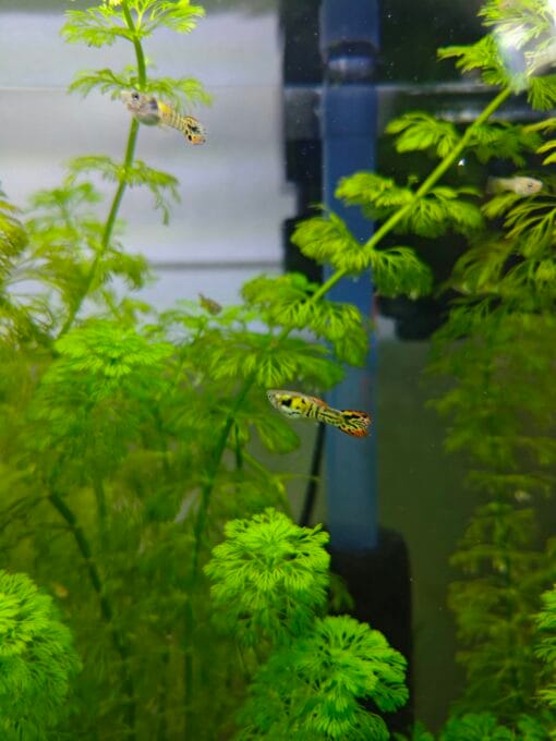 Detalle de Guppy Endler Tigre Naranja mostrando cola y color intenso