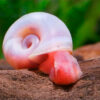 Planorbi rosa