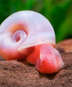 Caracol Planorbis rosa concha espiral en acuario plantado