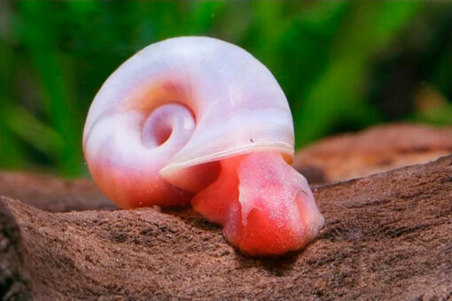 Planorbi rosa