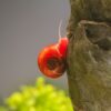 Planorbis rojo caracol