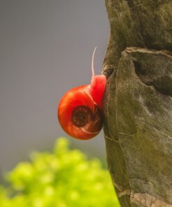Planorbis rojo caracol