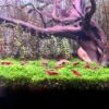 Red cherry Gambasacuario