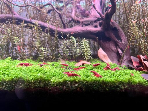 Red cherry Gambasacuario