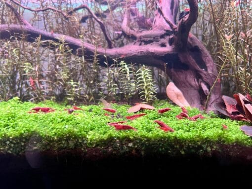 Colonia de gambas Red Cherry en gambario plantado