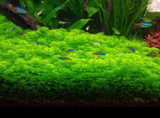 Ambulia Limnophila sessiliflora planta acuario