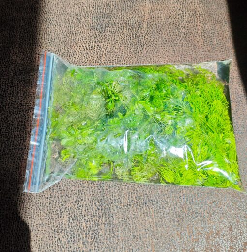 Limnophila sessiliflora hojas plumosas acuario plantado