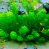 Ambulia planta de tallo acuario con gambas