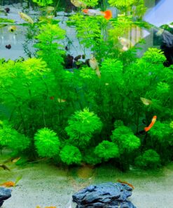 Ambulia planta de tallo acuario con gambas