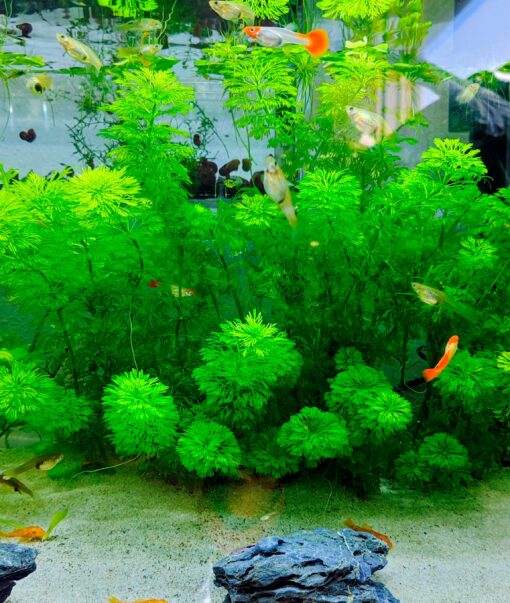 Ambulia planta de tallo acuario con gambas